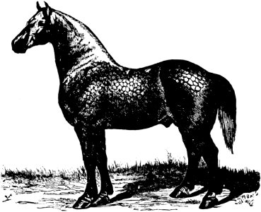 Cheval-055