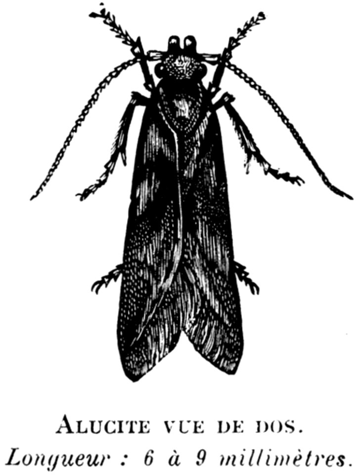 Head Insect Arthropod Pollinator