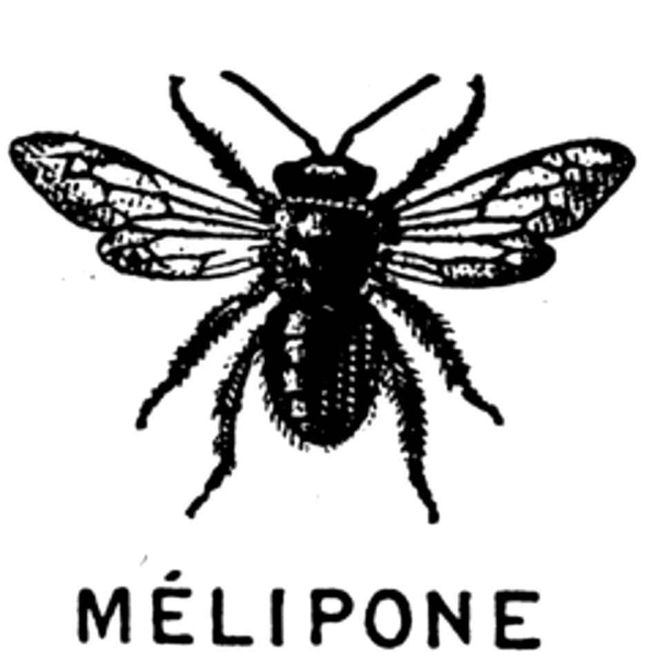 Pollinator Insect Arthropod Organism