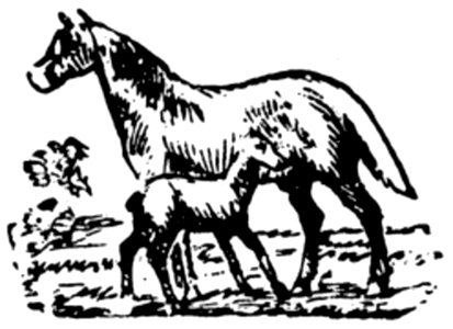 Cheval-071