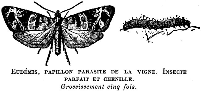 Butterfly Pollinator Vertebrate Arthropod