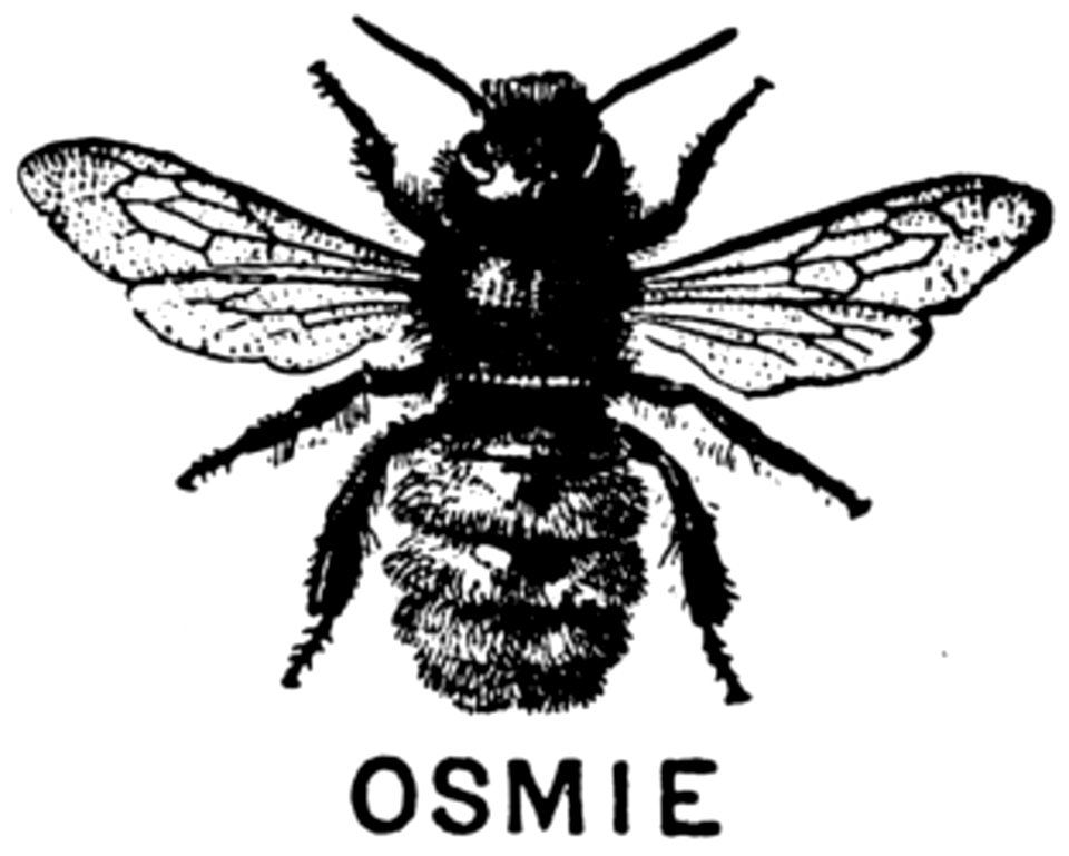 Pollinator Arthropod Insect Organism
