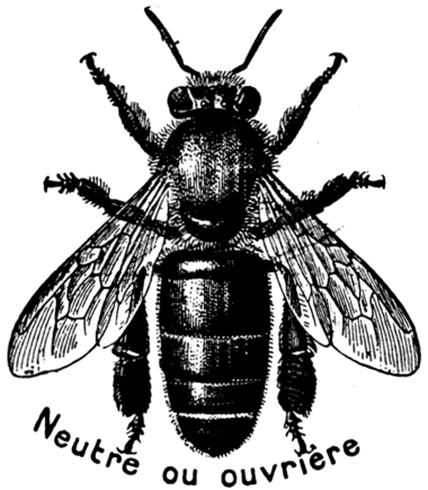 Abeille-ouvriere-OA
