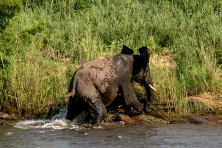 Elephant-vs-Crocodile (2)