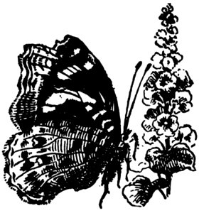 Papillon-012