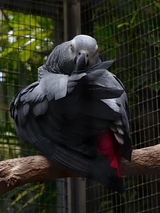 African grey parrot clean plumage