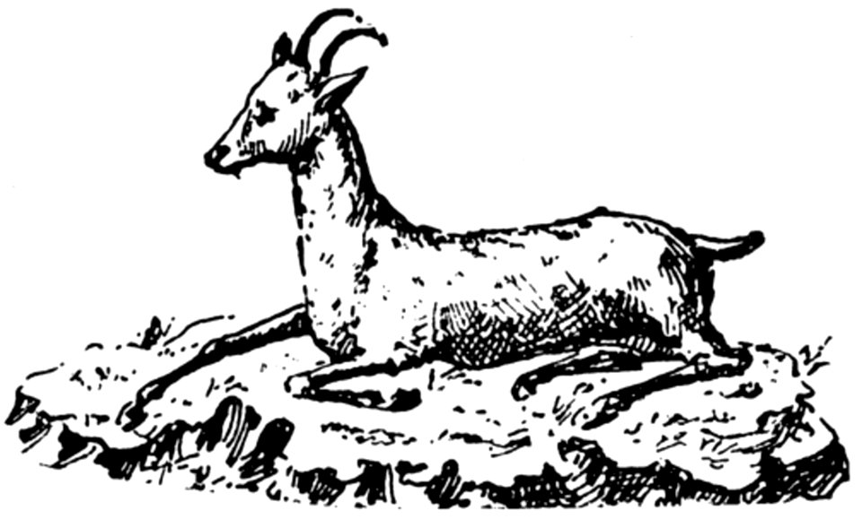 Chamois-001