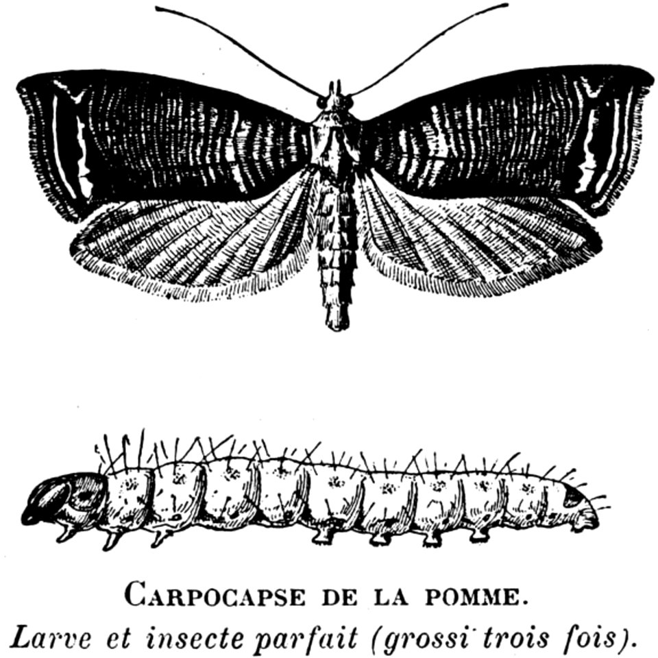 Pollinator Insect Arthropod Butterfly