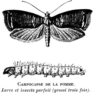 Pollinator Insect Arthropod Butterfly