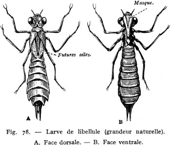 Libellule Larve-1