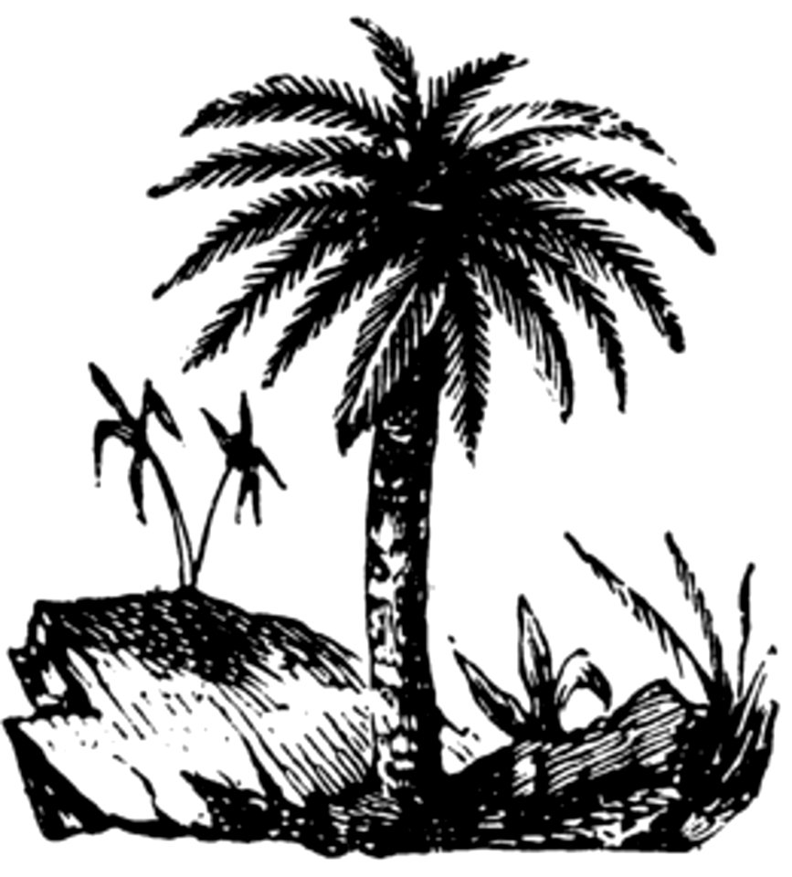 Palmier-001