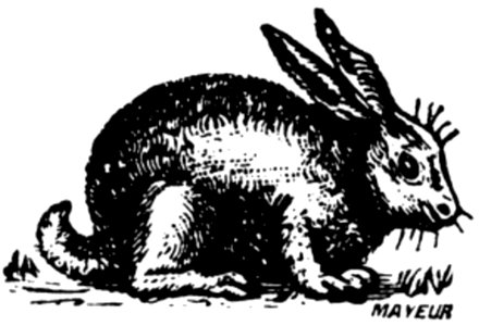 Lapin-004