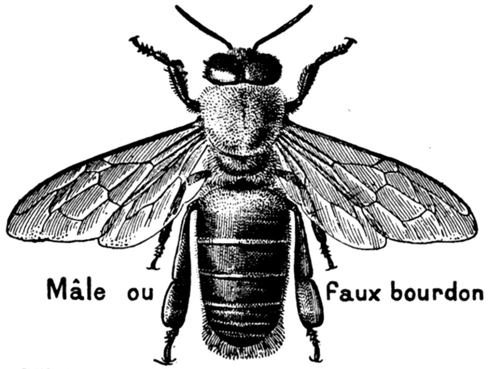 Abeille-male-OA