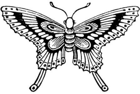 Papillon-001