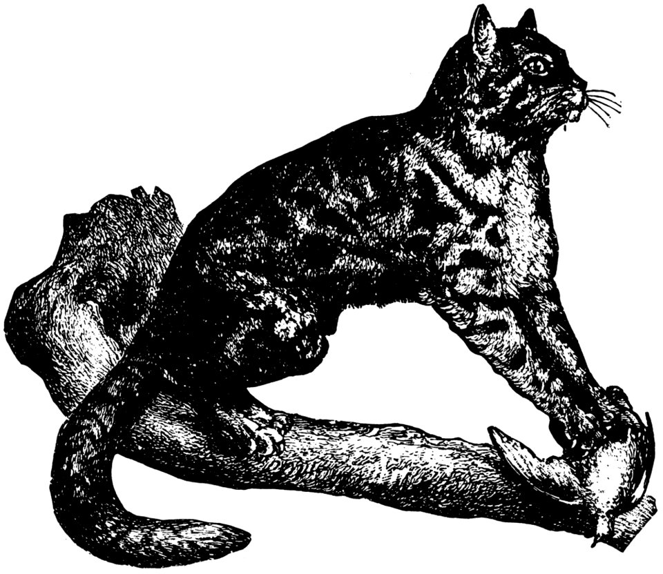 Chat-013