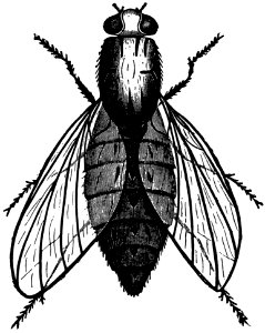 Mouche-001