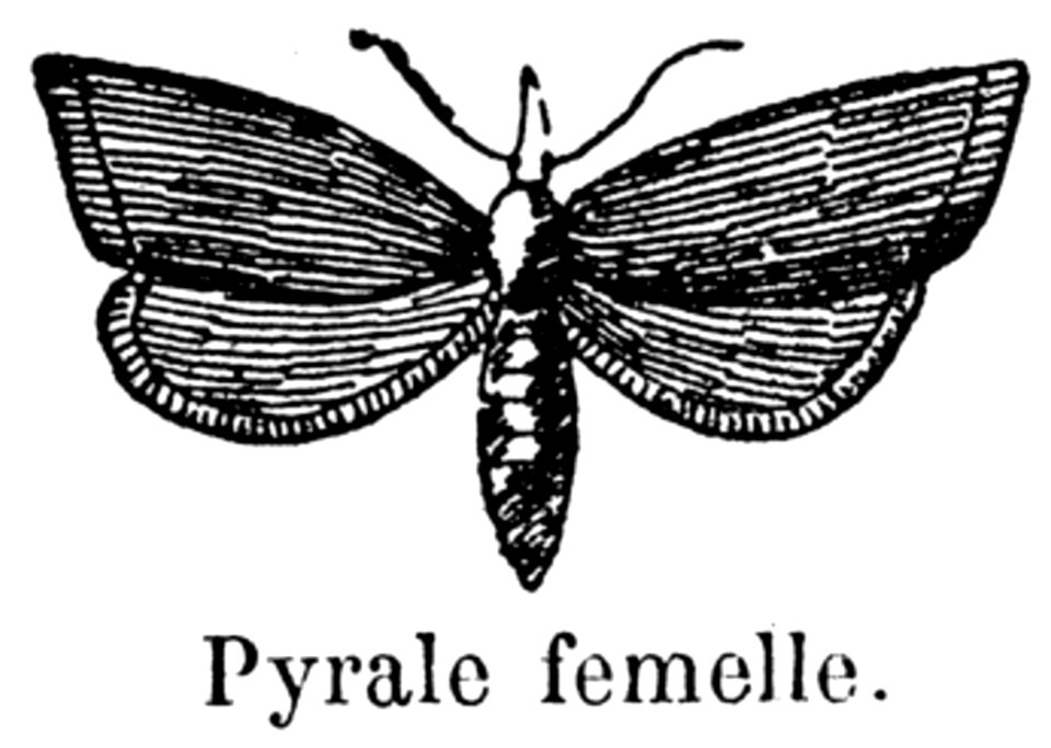 Pyrale-001