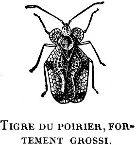 Tigre-poirier-OA