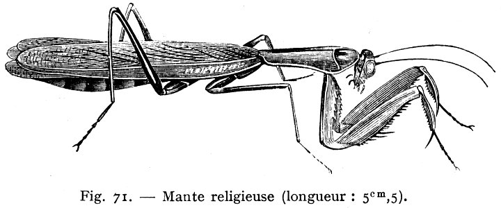 Mante Religieuse