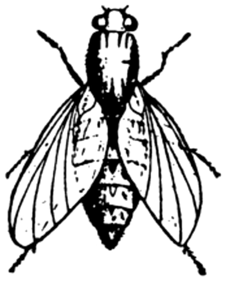 Mouche-010