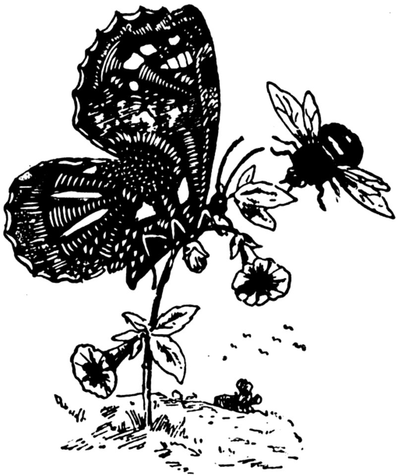 Papillon-008