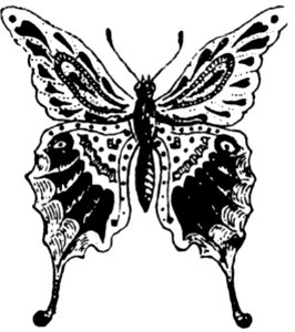 Papillon-004