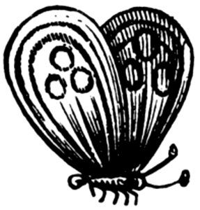 Papillon-003