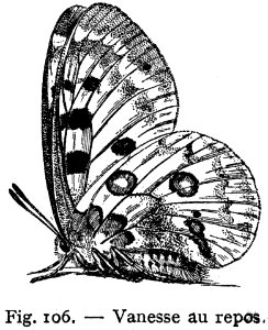 Vanesse-1