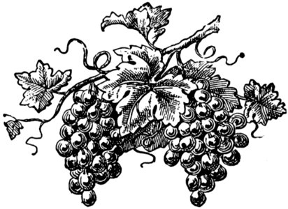 Raisin-016