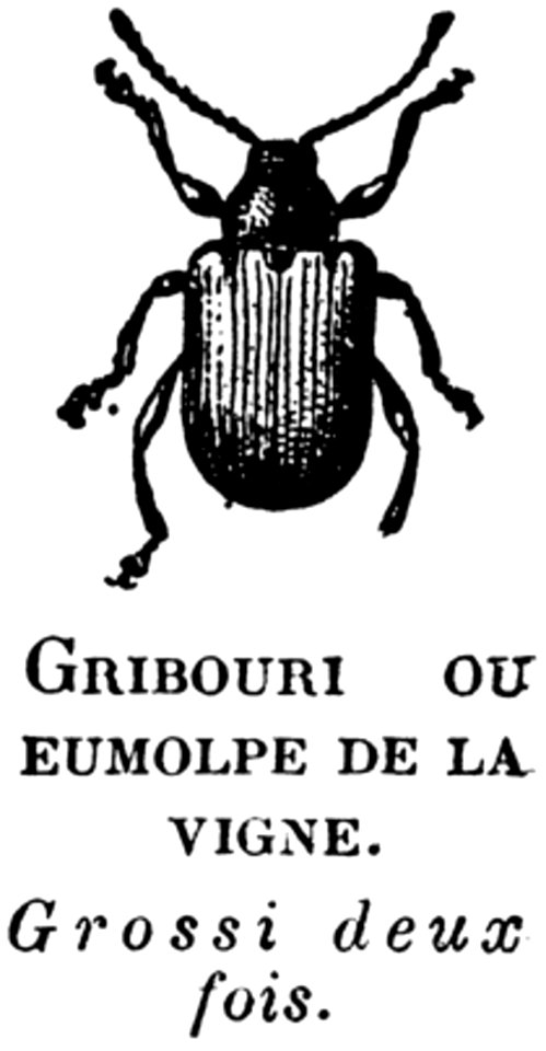 Arthropod Insect Font Beetle