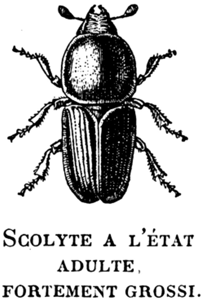 Insect Arthropod Organism Beetle