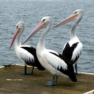 Black And White Long Beak Bird photo