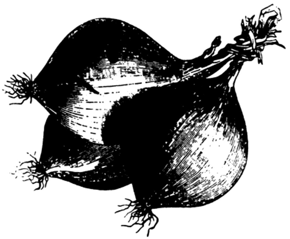 Oignon-001
