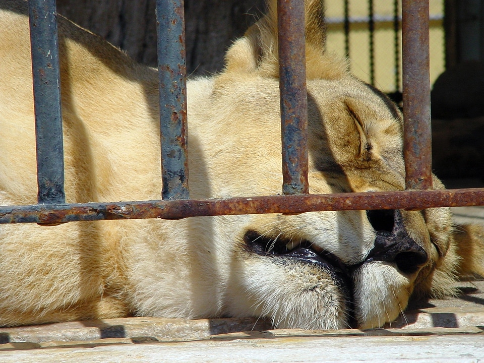 Animal wildlife wild