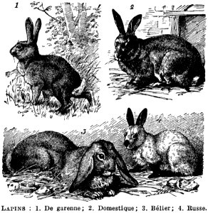 Lapins
