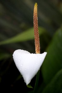 White Petal Flower