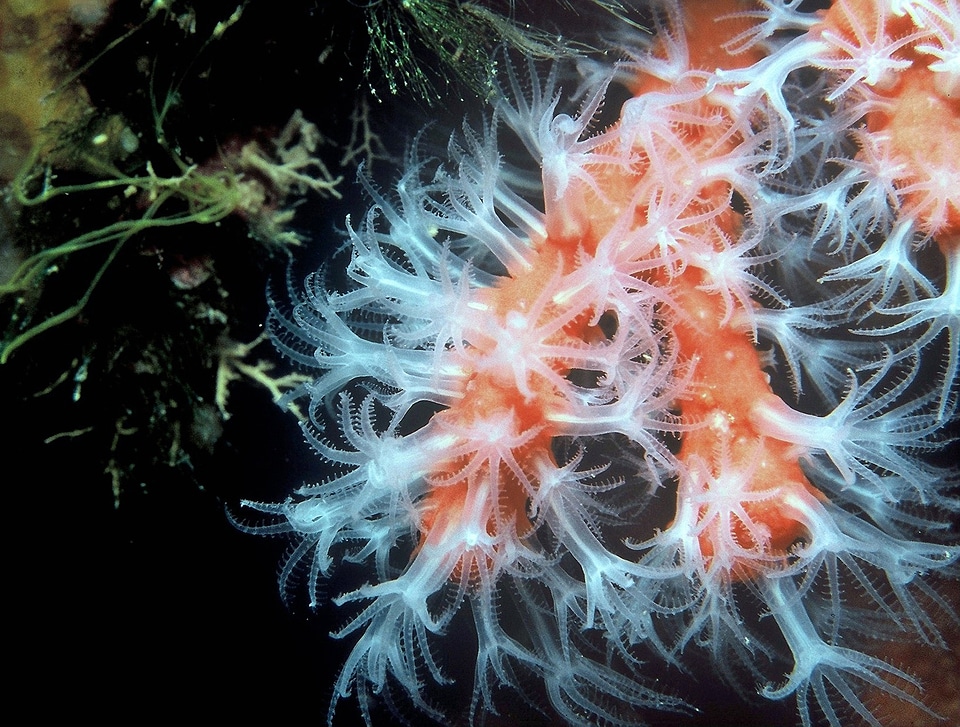 Underwater sea-life corallium rubrum coral
