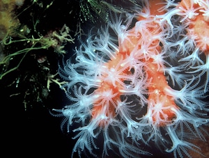 Underwater sea-life corallium rubrum coral