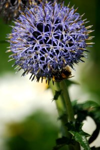 Macro Photo Of Purple Round Cluster Flower In Bloom With Honeybee Underneath