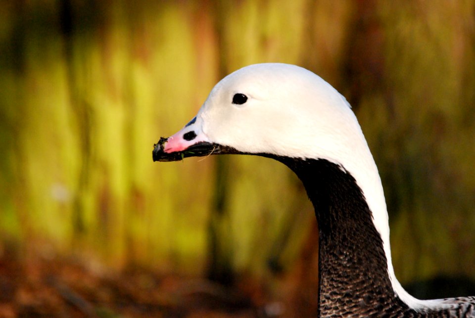Black And White Duck Close Up Photo