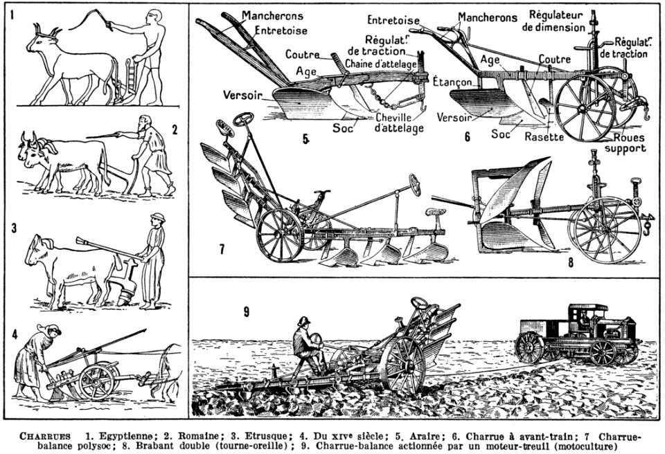 White Organ Organism Mode Of Transport