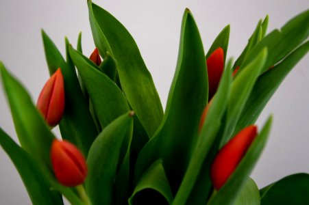Green And Red Indoor Plant Beside White Textile