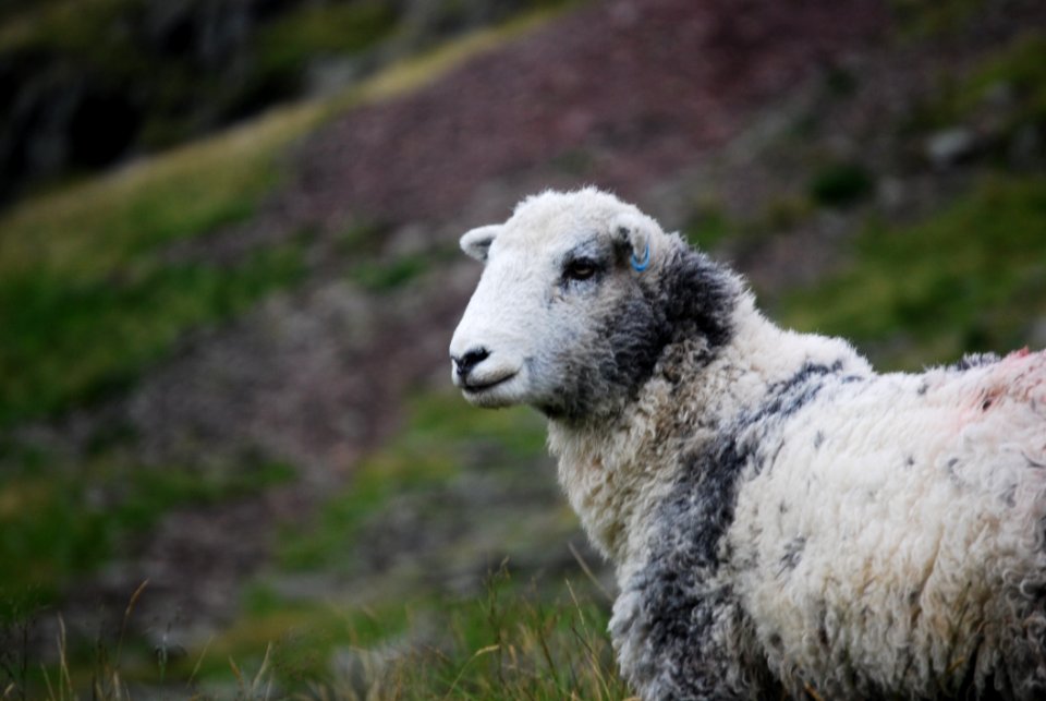 White And Gray Sheep