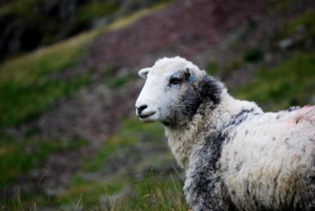 White And Gray Sheep