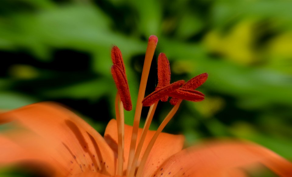 Red And Pink Flower Filament Close Up Photo
