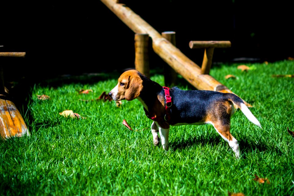 Beagle Puppy In Yard