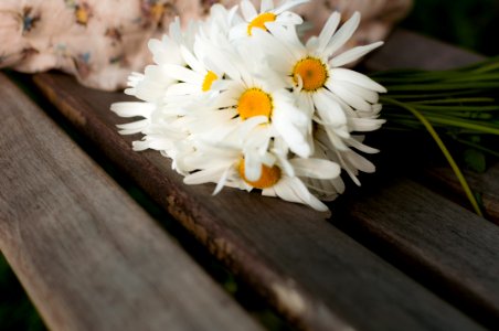 White Daisy On Brown Wood photo