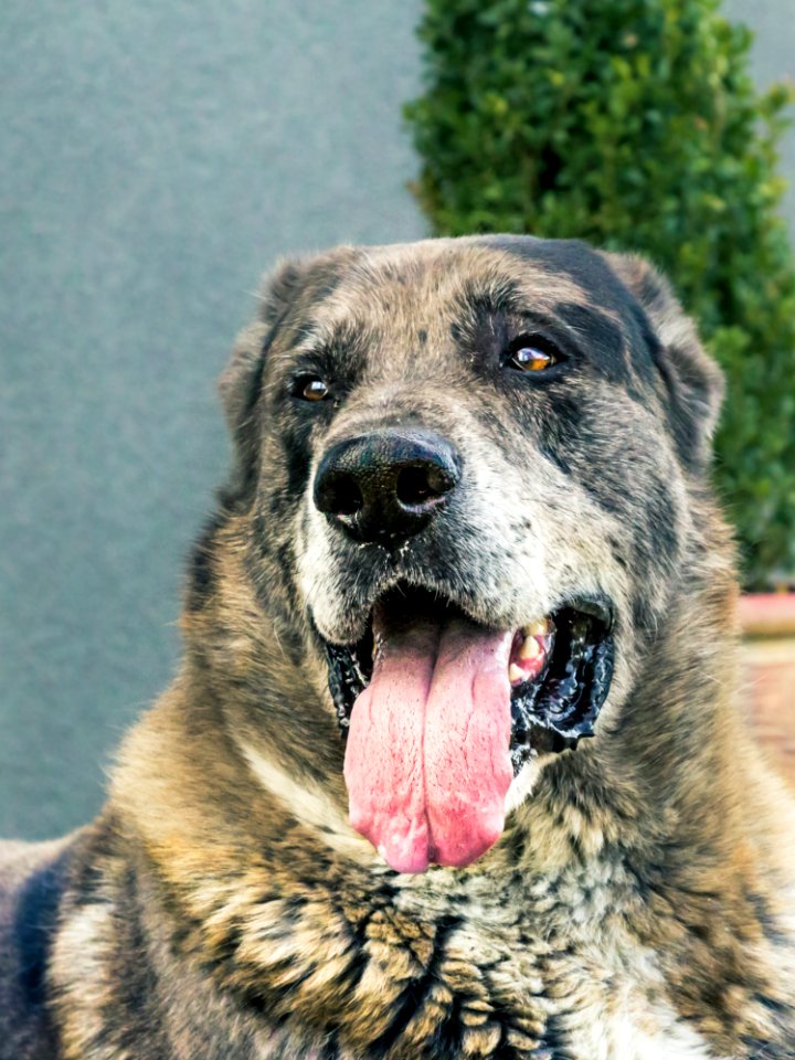 Black Brown And Gray Short Coated Medium Breed Dog