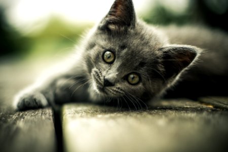 Kitten On Walkway