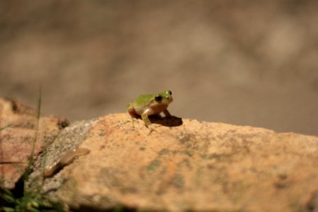 Frog Sitting On Rock photo